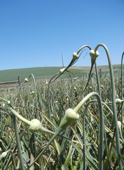 Grey Duck Garlic: Garlic scapes stand tall in early summer
